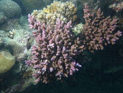 Image of Thick corymbose bush coral