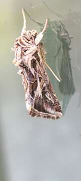 Image of Caribbean Armyworm Moth