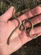 Image of California legless lizard