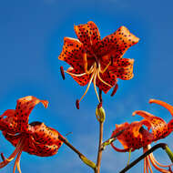 Image of Tiger lily