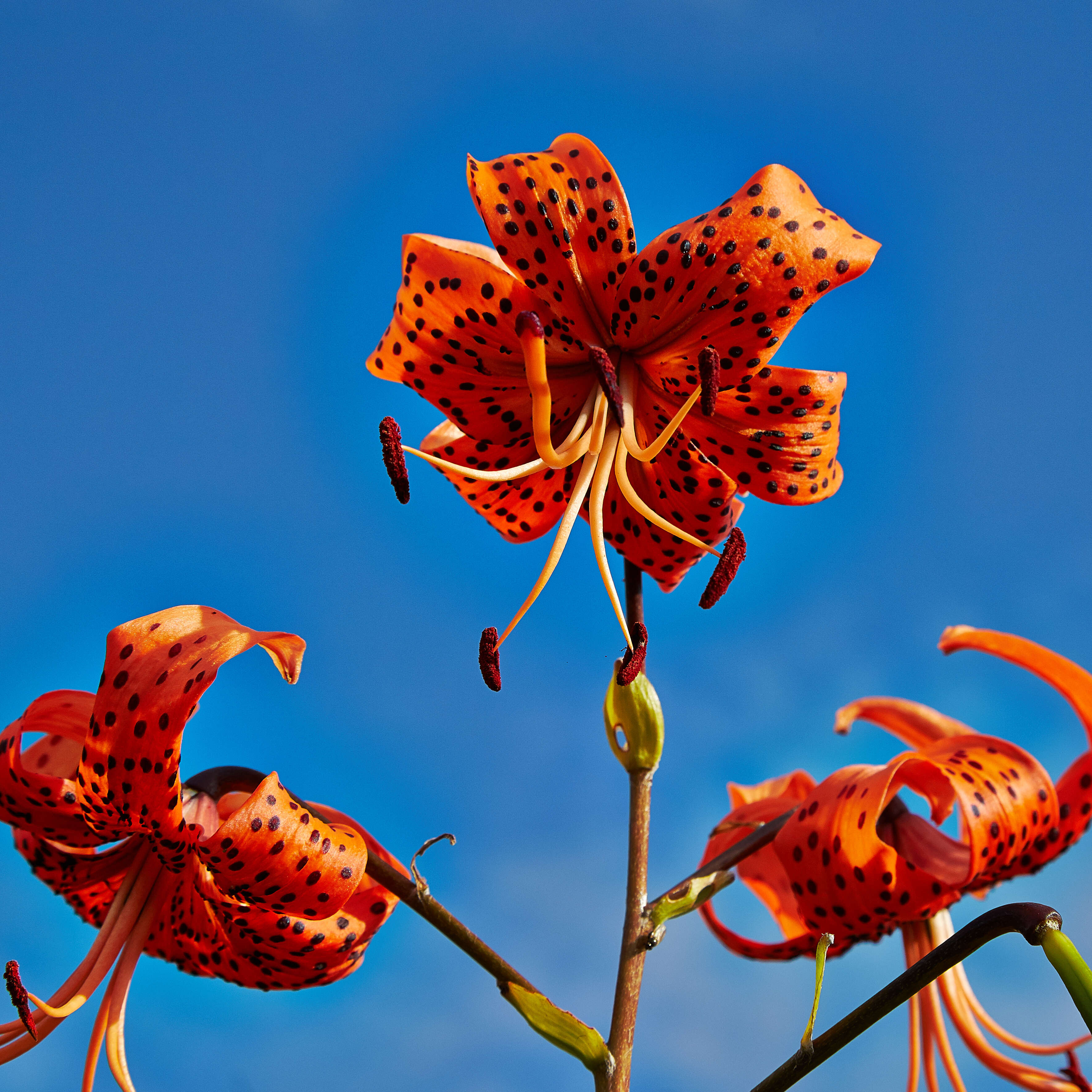 Image of Tiger lily