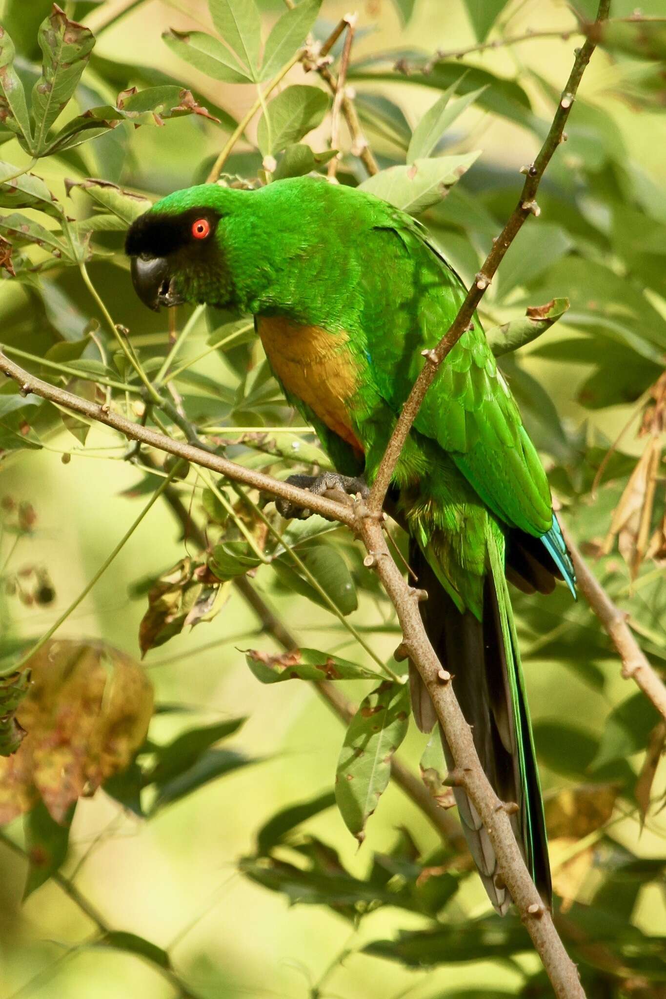 Image of Shining parrot