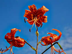 Image of Tiger lily