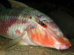 Image of Goatfish