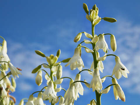 Image of Ornithogalum candicans (Baker) J. C. Manning & Goldblatt