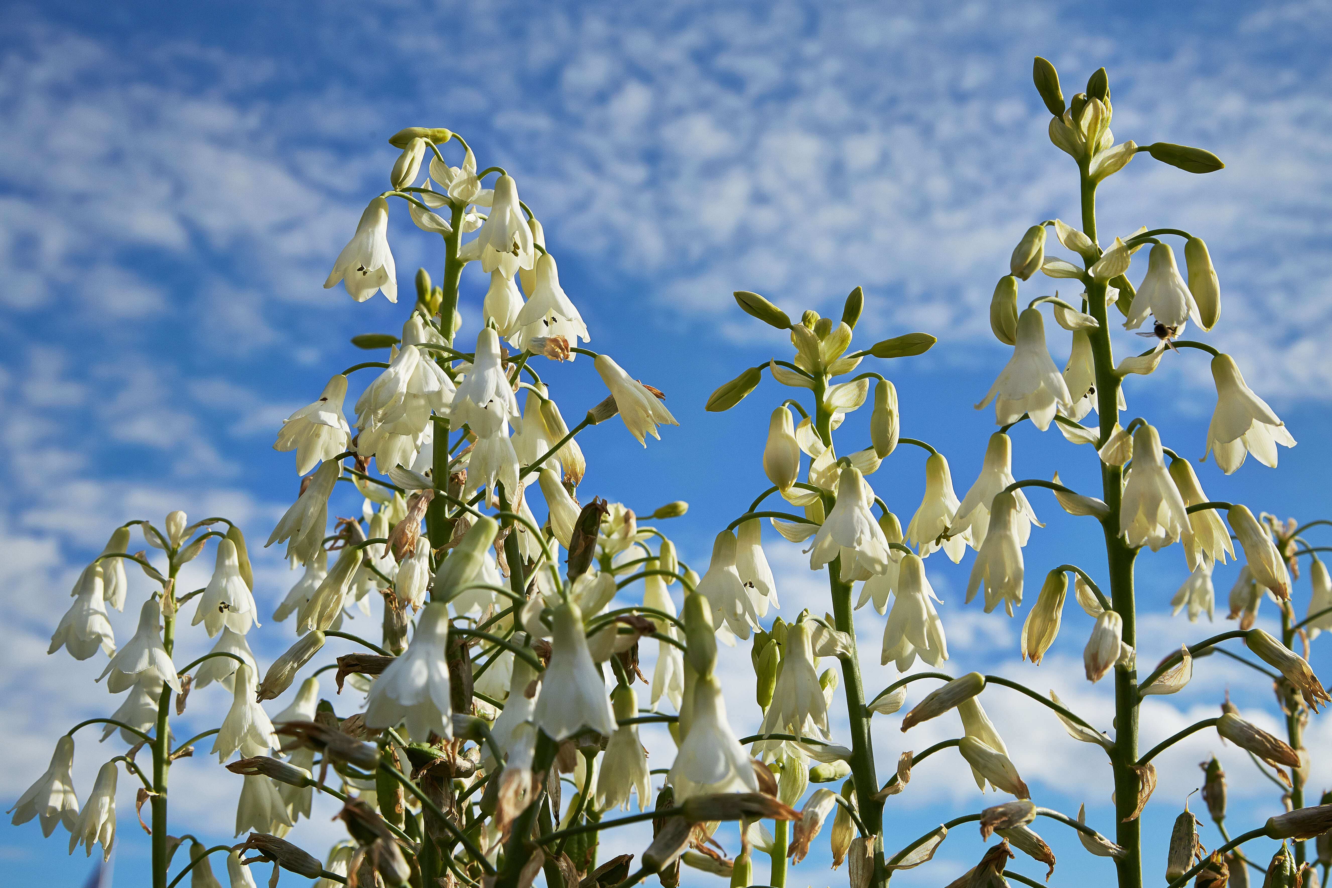 Image of Ornithogalum candicans (Baker) J. C. Manning & Goldblatt