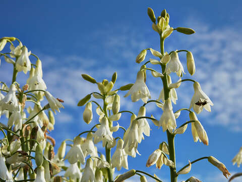 Image of Ornithogalum candicans (Baker) J. C. Manning & Goldblatt