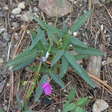 Image of Pinos Altos Mountain bean