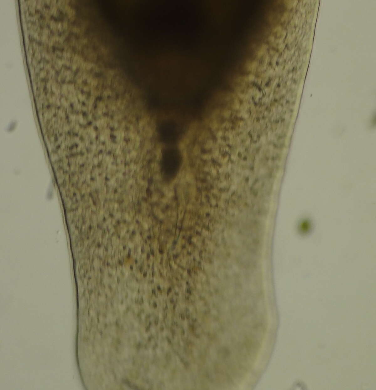 Sivun Macrostomum quiritium Beklemischev 1951 kuva