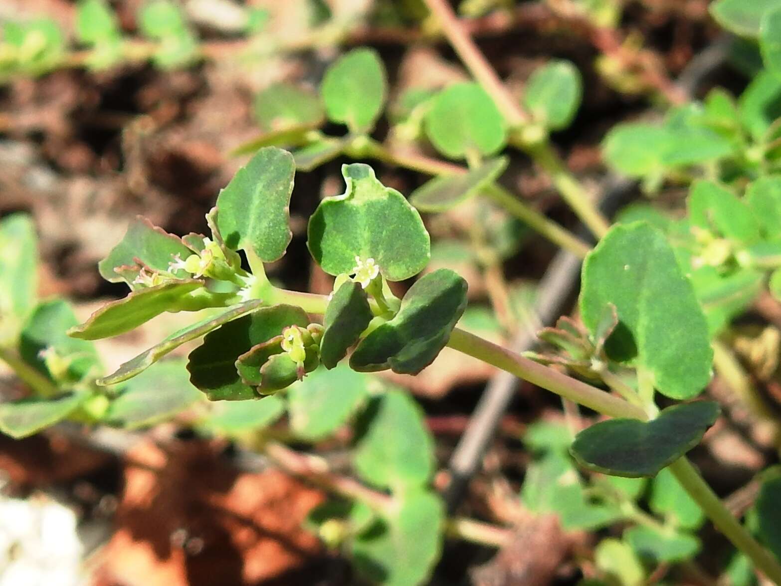 Слика од Euphorbia cozumelensis Millsp.