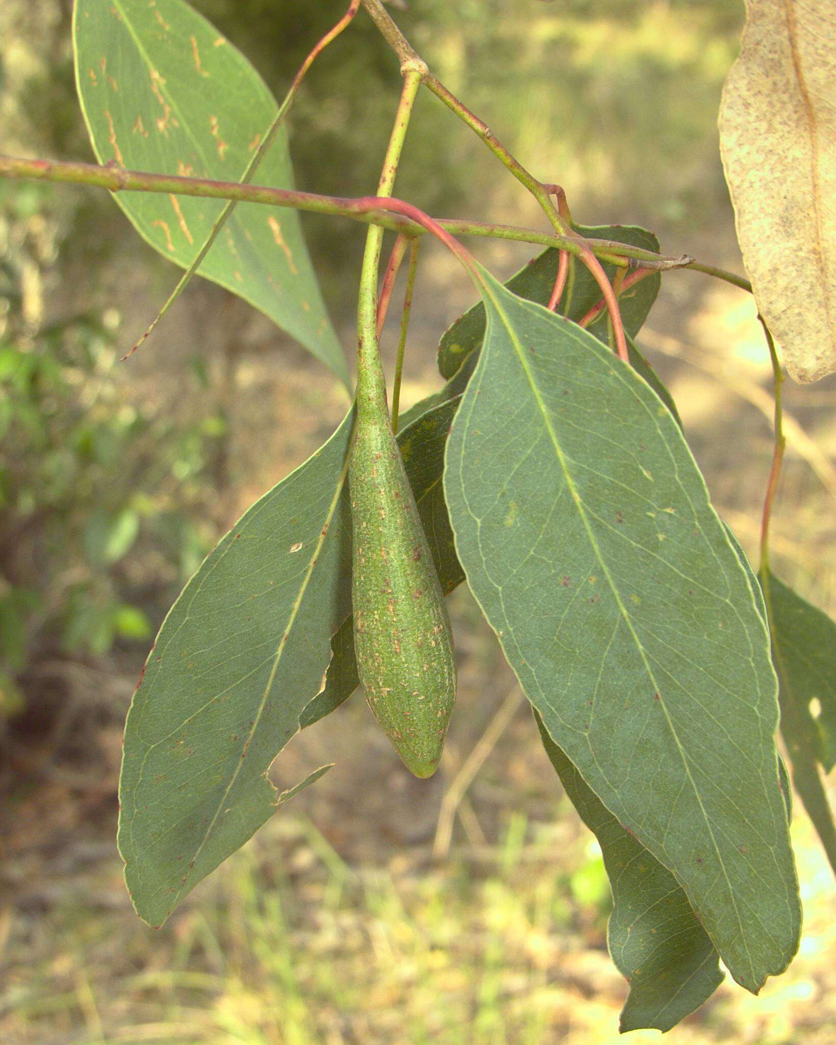 Image of Apiomorpha pedunculata (Fuller 1896)