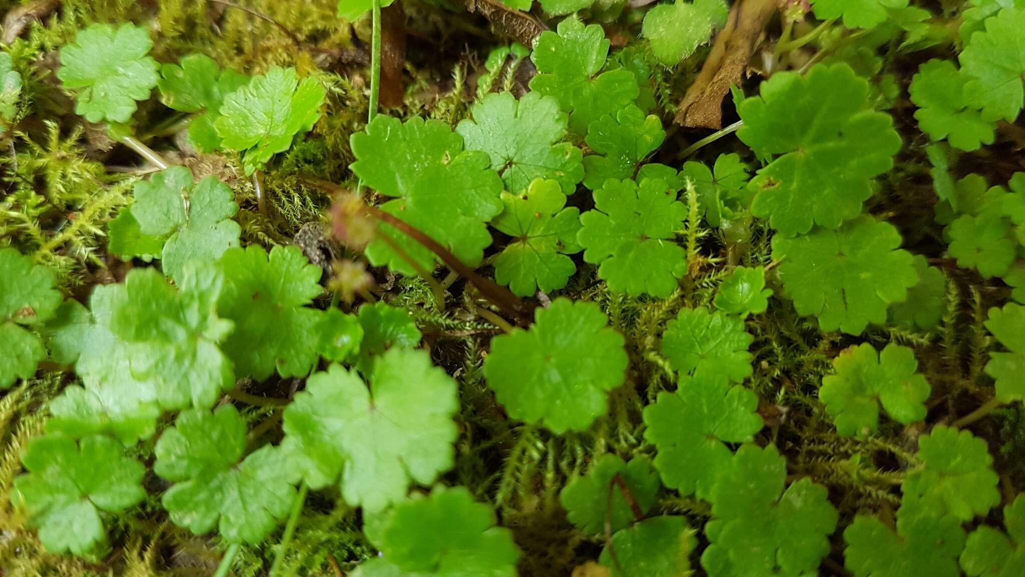 Imagem de Hydrocotyle microphylla A. Cunn.