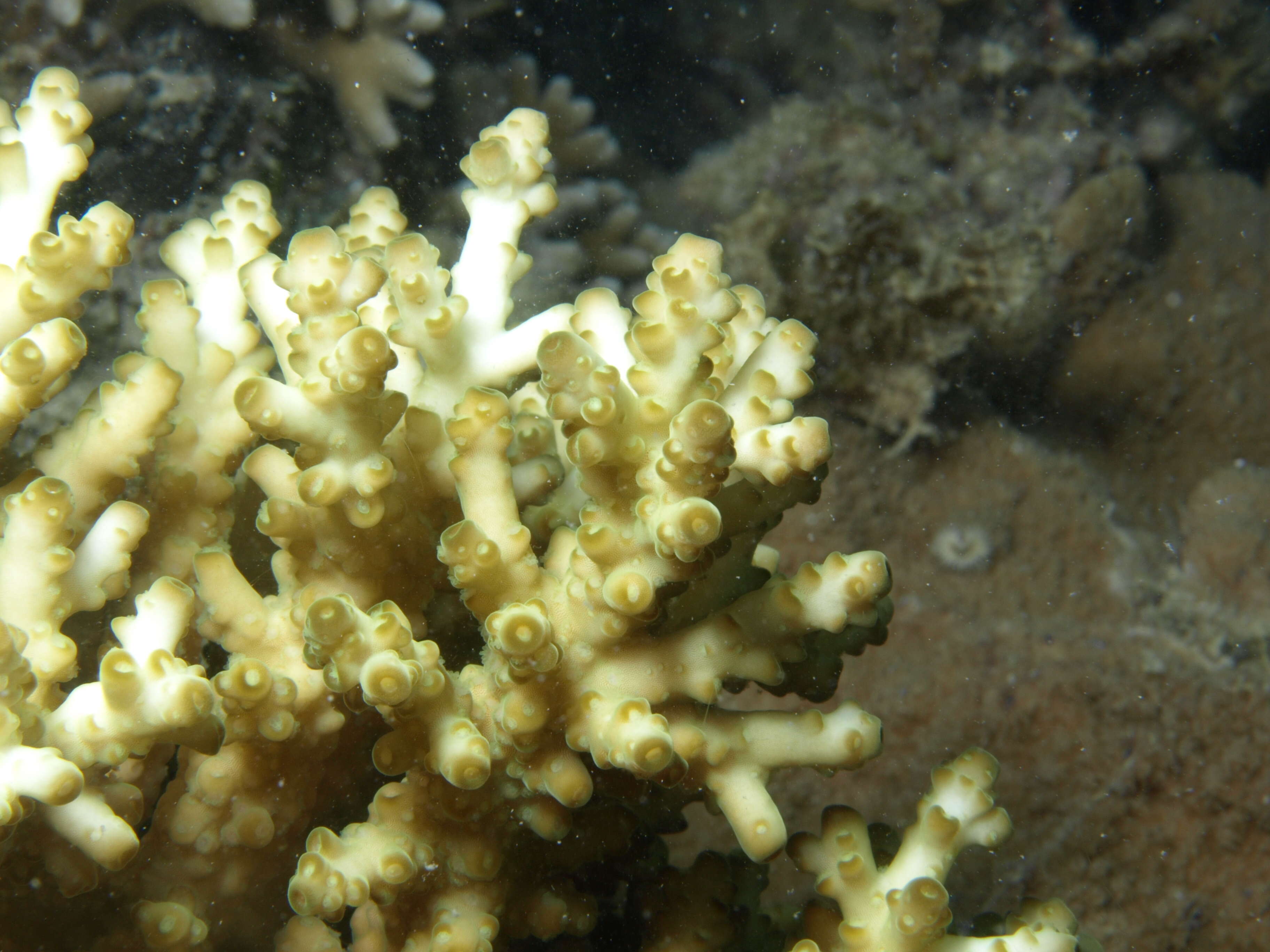 Image of Thick corymbose bush coral
