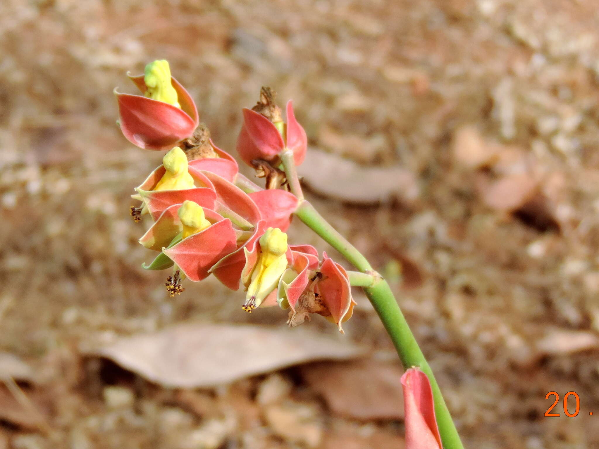 Слика од Euphorbia bracteata Jacq.