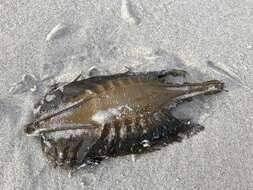 Image of Cape Elephantfish