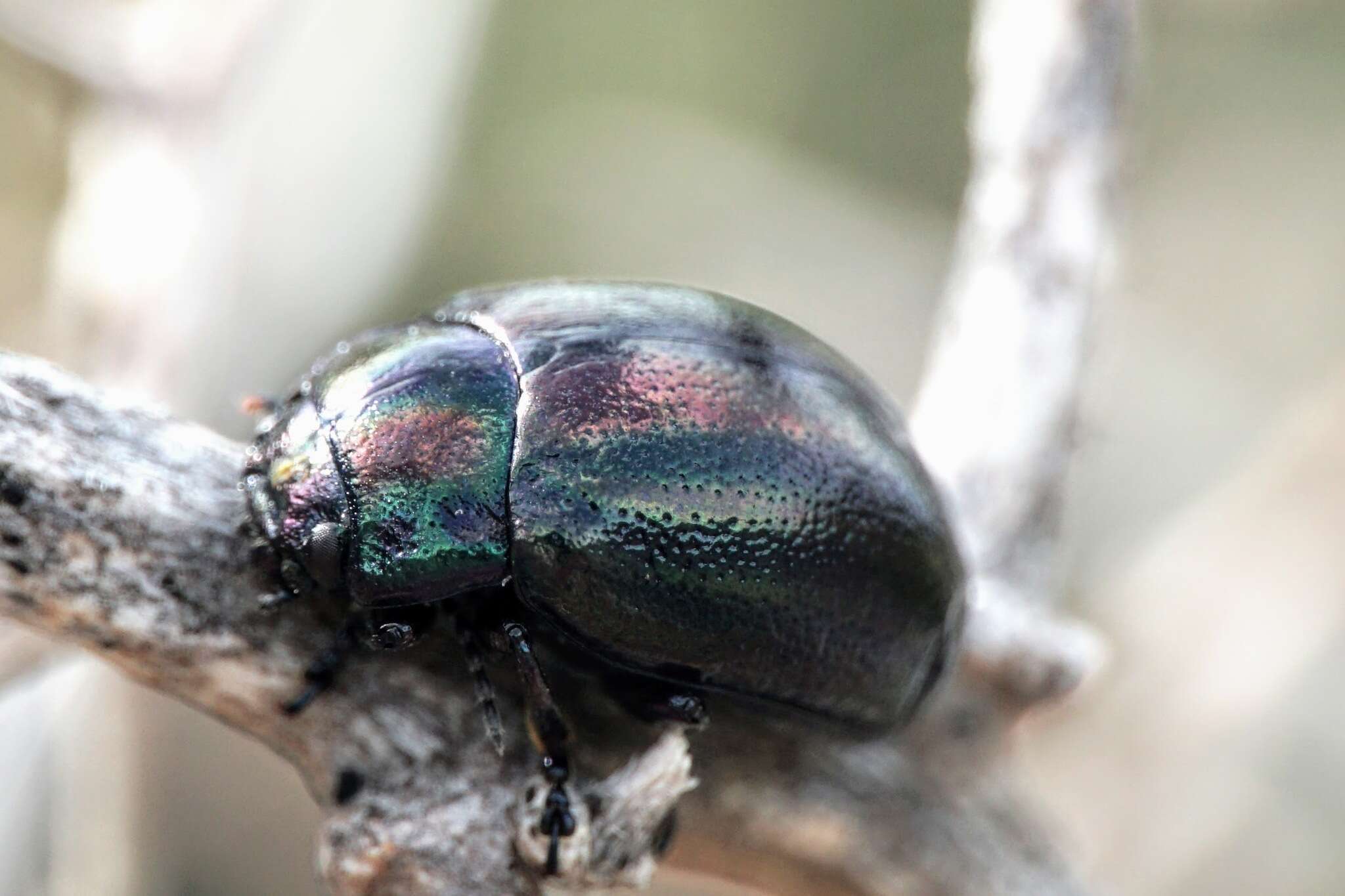 Image of Chrysolina cerealis (Linnaeus 1767)