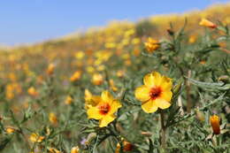 Image of San Joaquin blazingstar