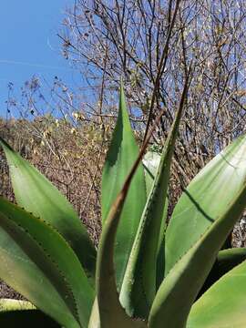 Sivun Agave atrovirens var. atrovirens kuva