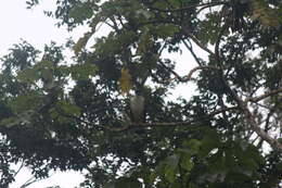 Sivun ecuadorinvalkohaukka kuva