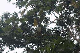 Image of Gray-backed Hawk