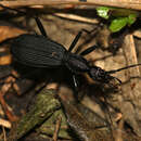 صورة Galerita (Galerita) angustipennis Gerstaecker 1867