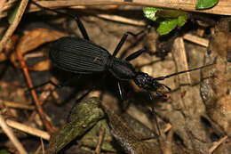 صورة Galerita (Galerita) angustipennis Gerstaecker 1867