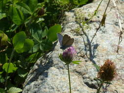 Image of Cyaniris semiargus (von Rottemburg 1775)