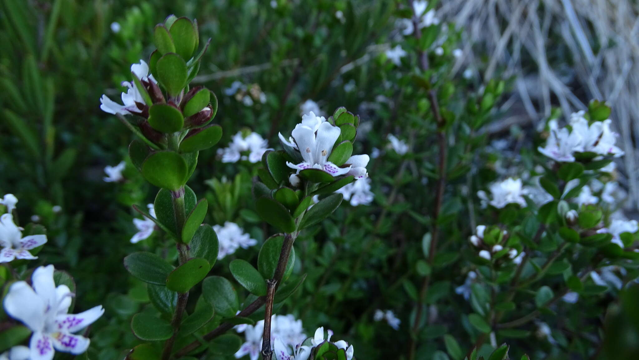 Image of Westringia lucida B. Boivin