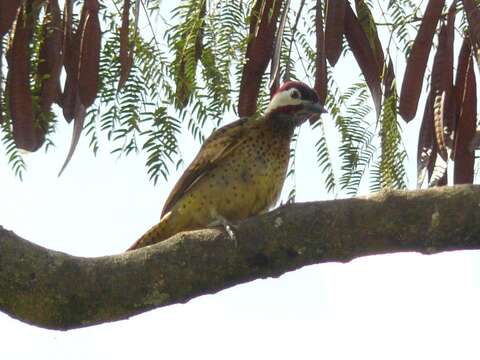 Image of Spot-breasted Woodpecker