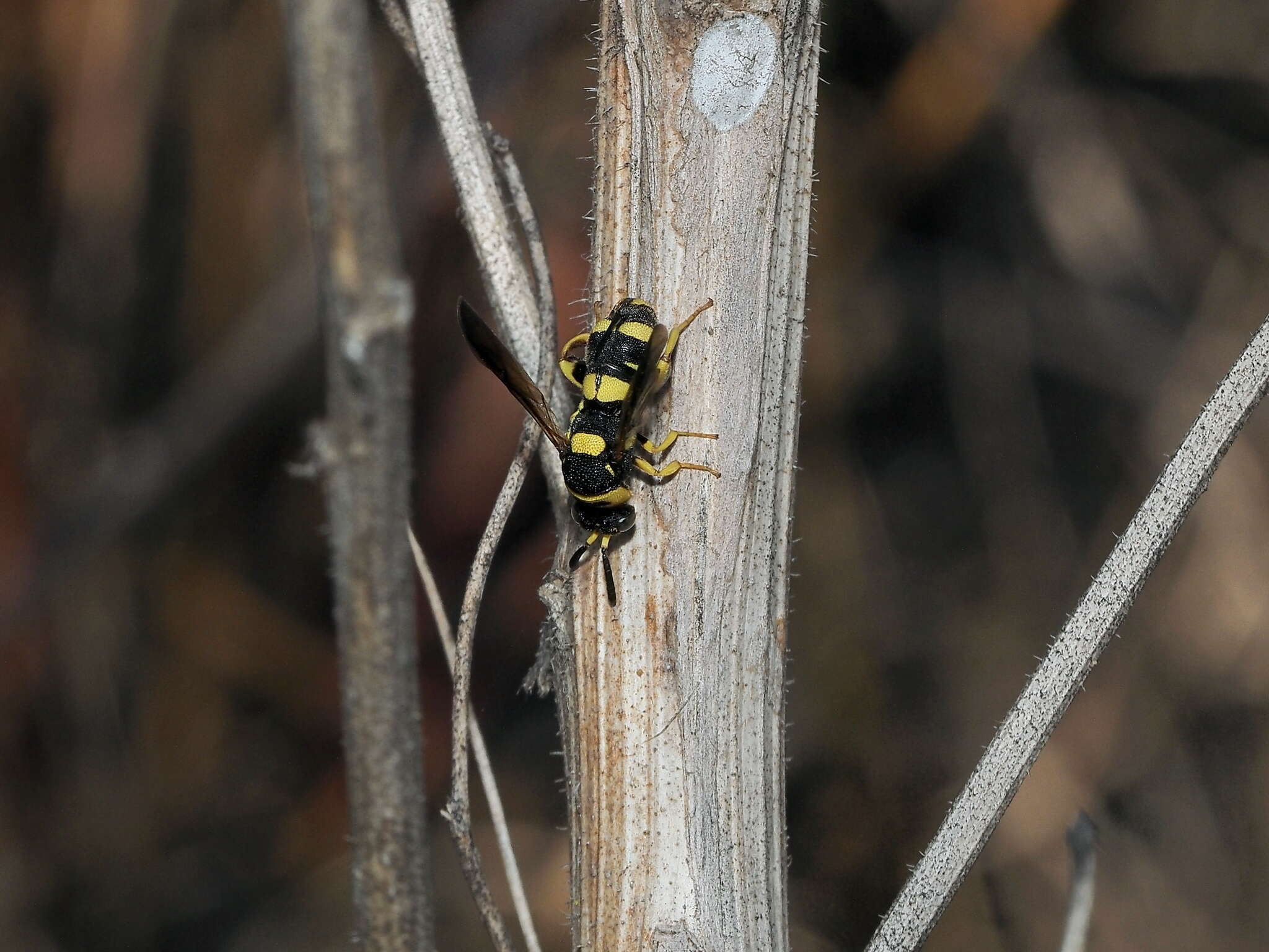 Image of Leucospis biguetina Jurine 1807