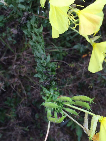 Oenothera heterophylla Spach的圖片