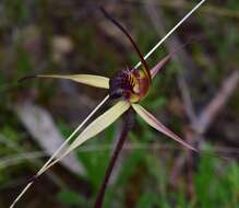 Caladenia montana G. W. Carr的圖片