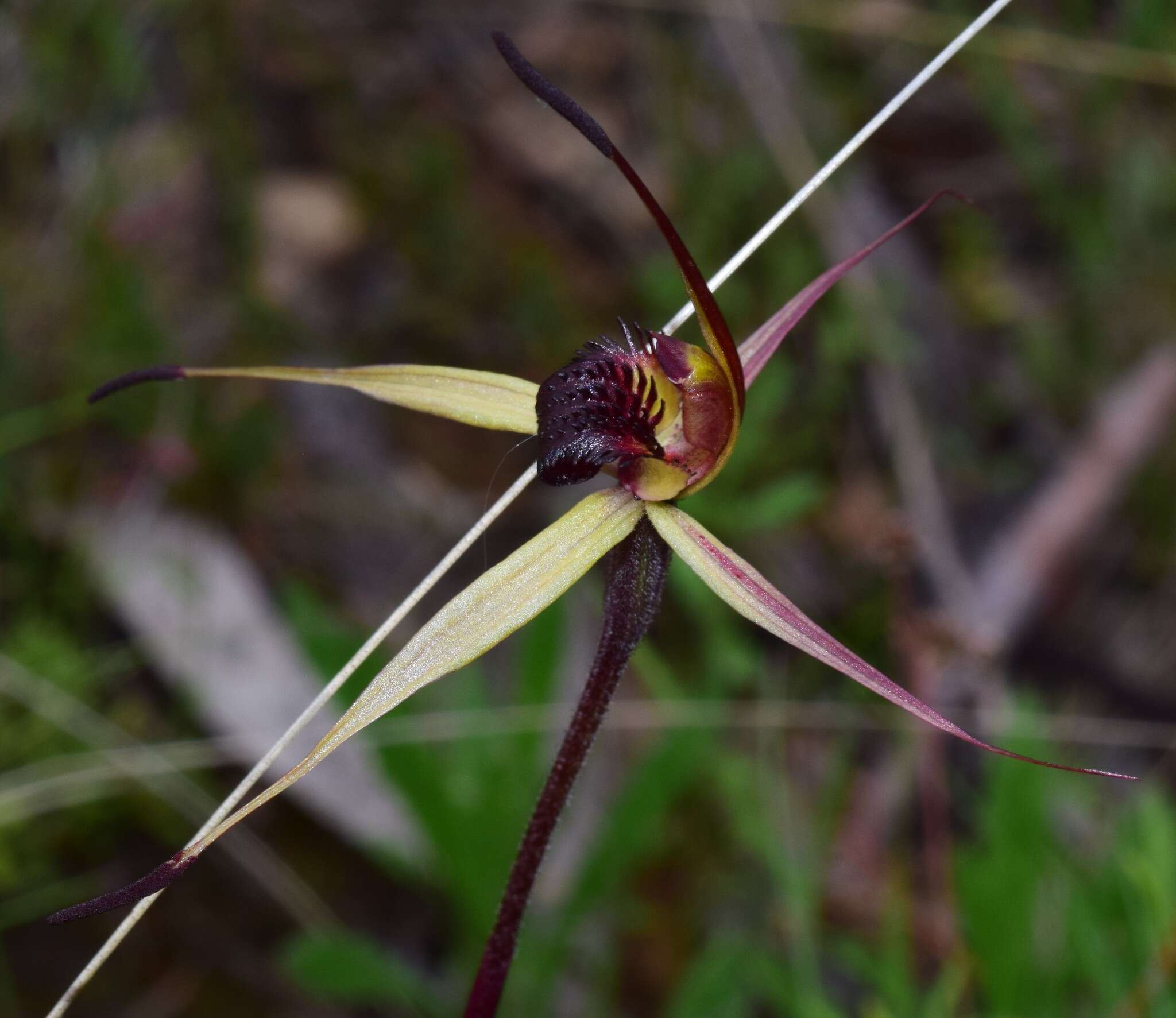 Caladenia montana G. W. Carr的圖片