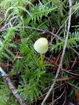 Image of Mycena epipterygia (Scop.) Gray 1821