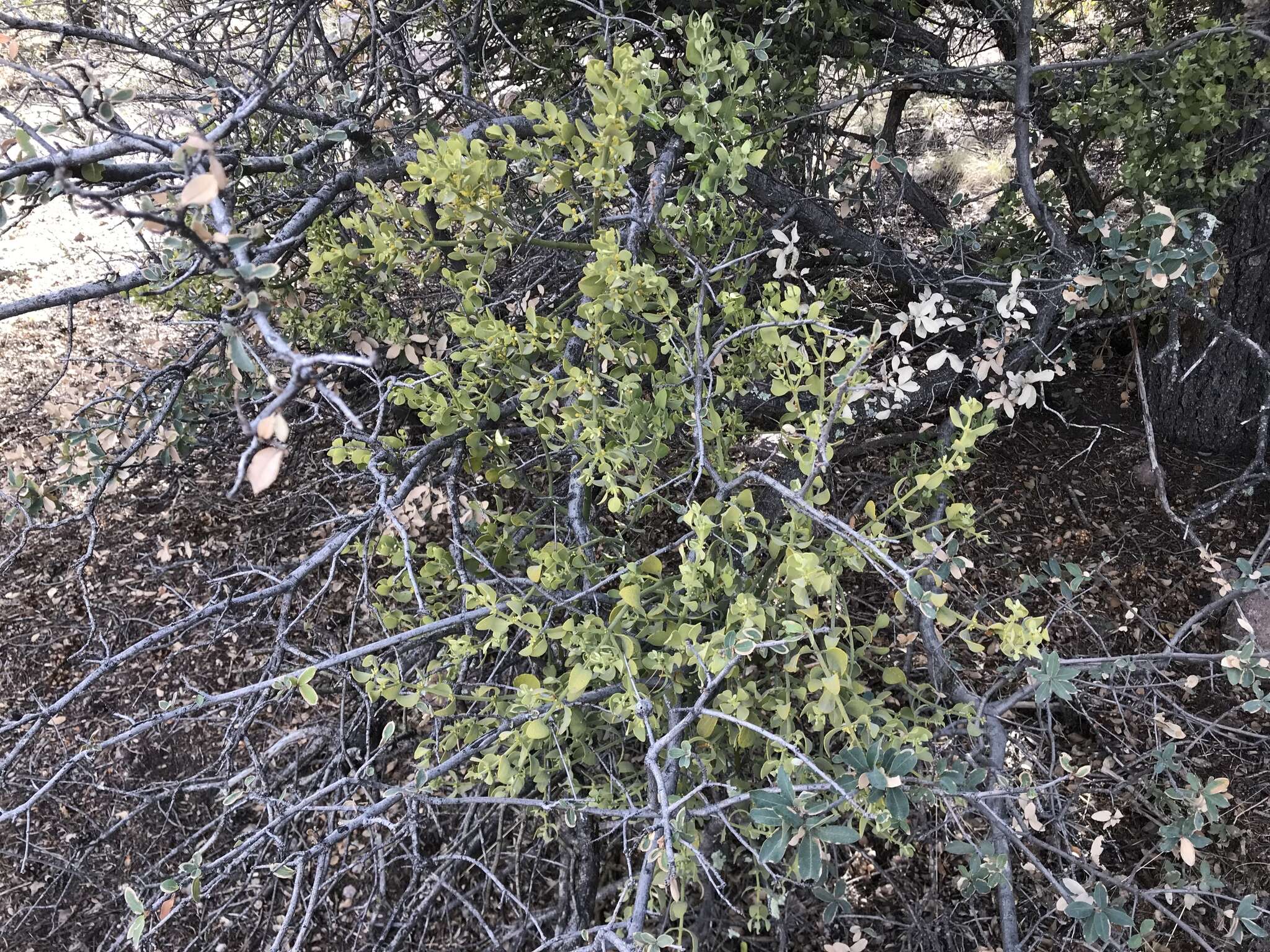Image of Cory's mistletoe