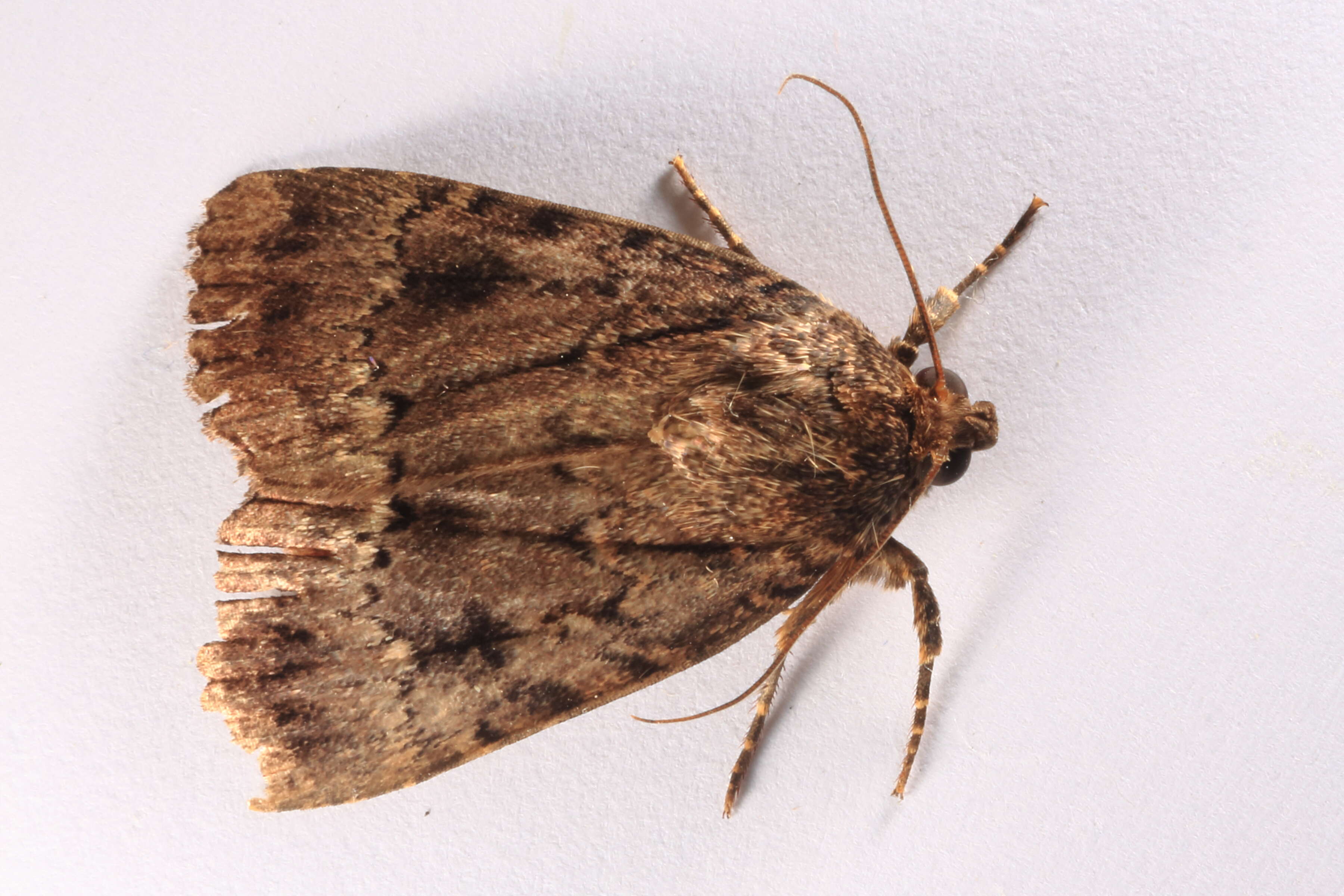 Image of copper underwing