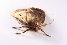 Image of copper underwing