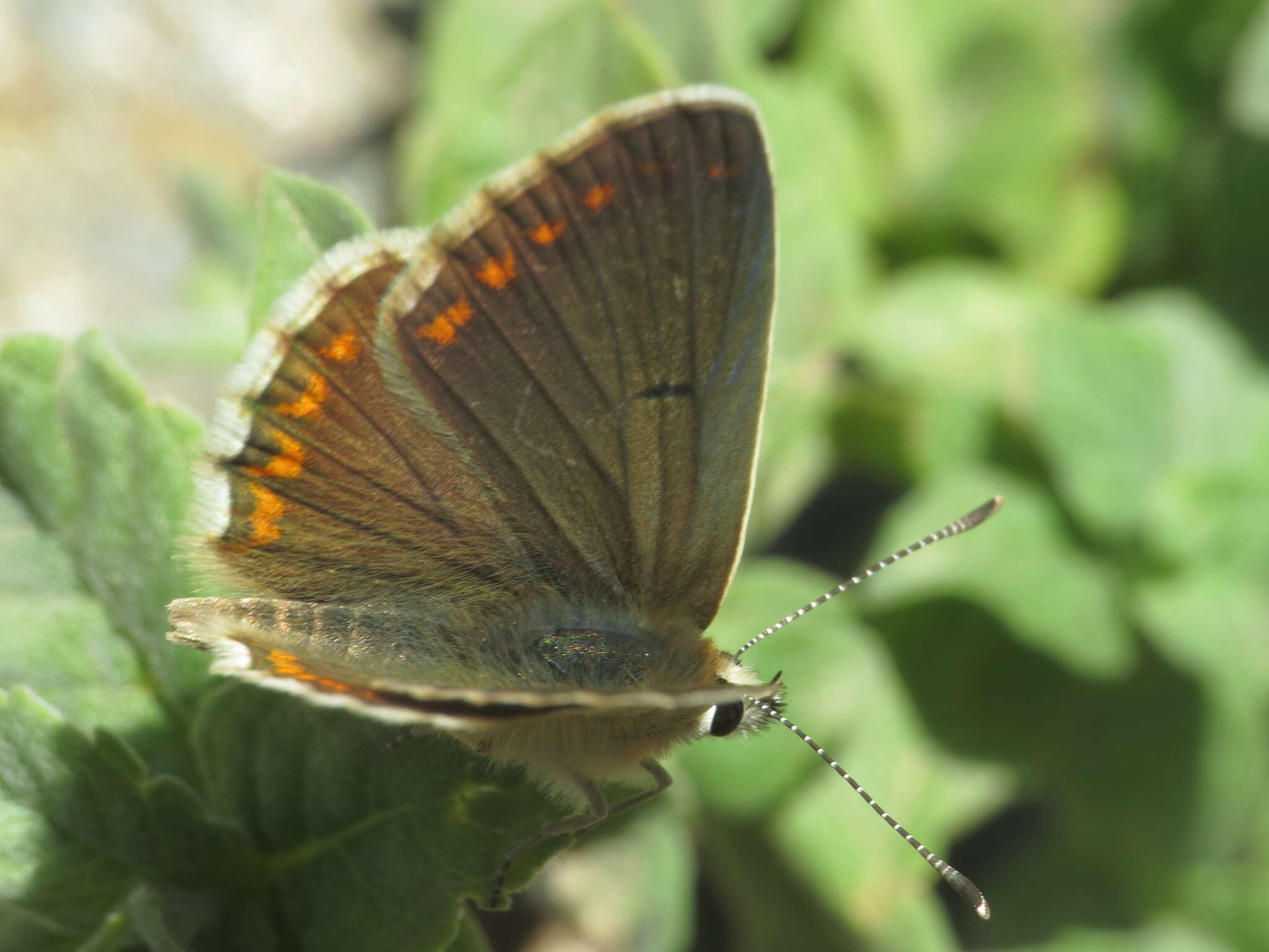 Image of Aricia montensis Verity 1928