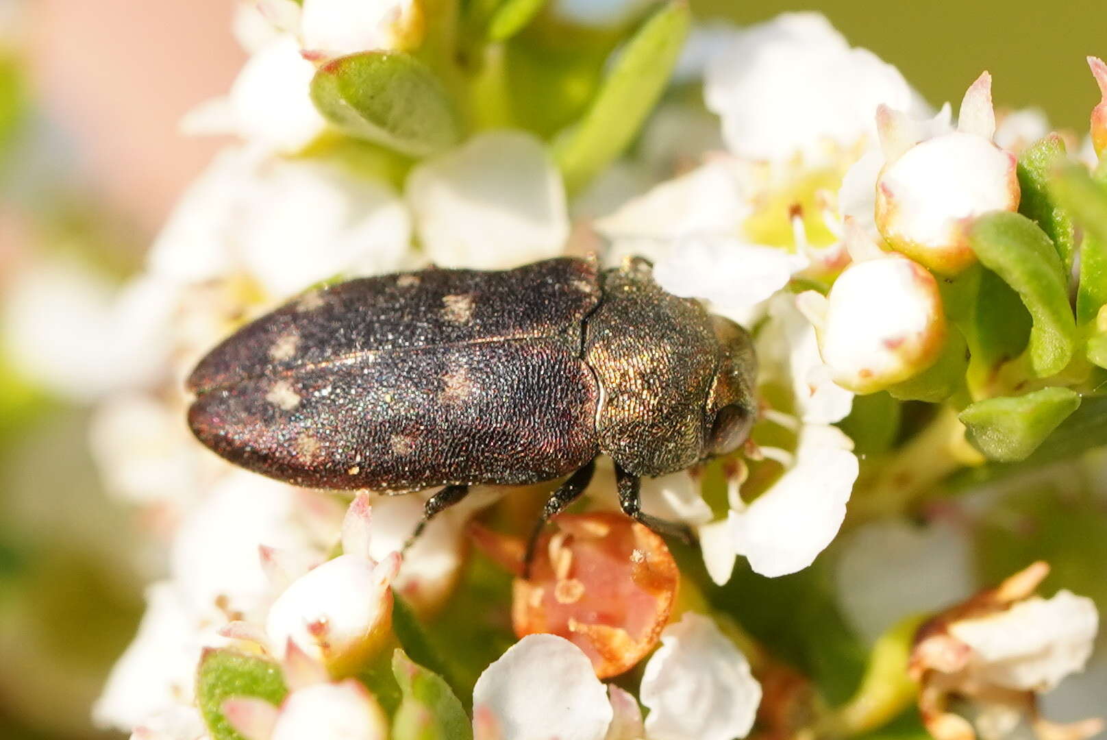 Sivun Pachycisseis bicolor (Gory & Laporte 1839) kuva