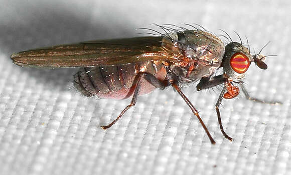 Image of Sapromyza brachysoma Coquillett 1898