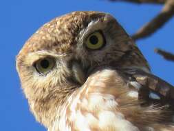 Image of Athene noctua glaux (Savigny 1809)