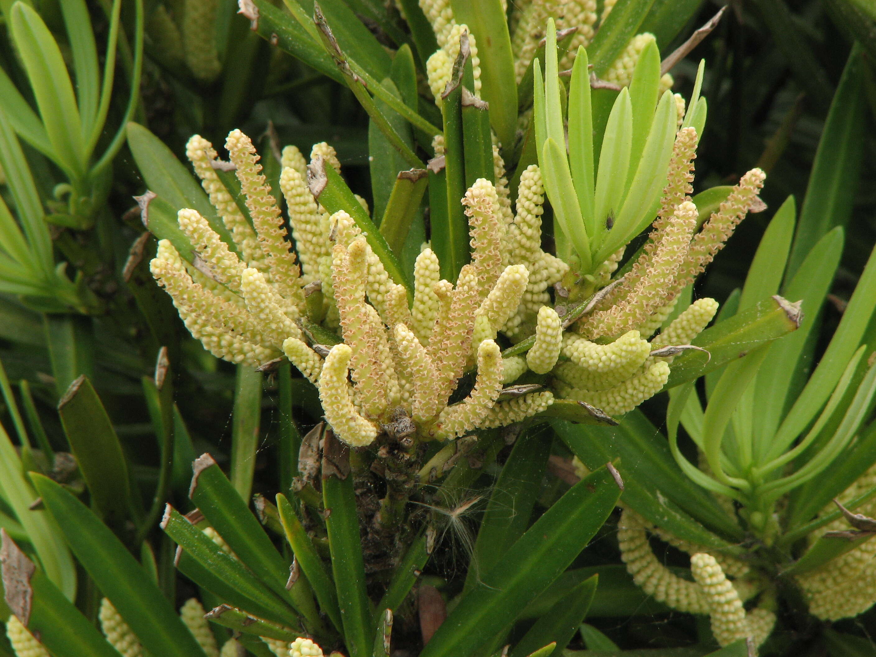 Image of Buddhist Pine