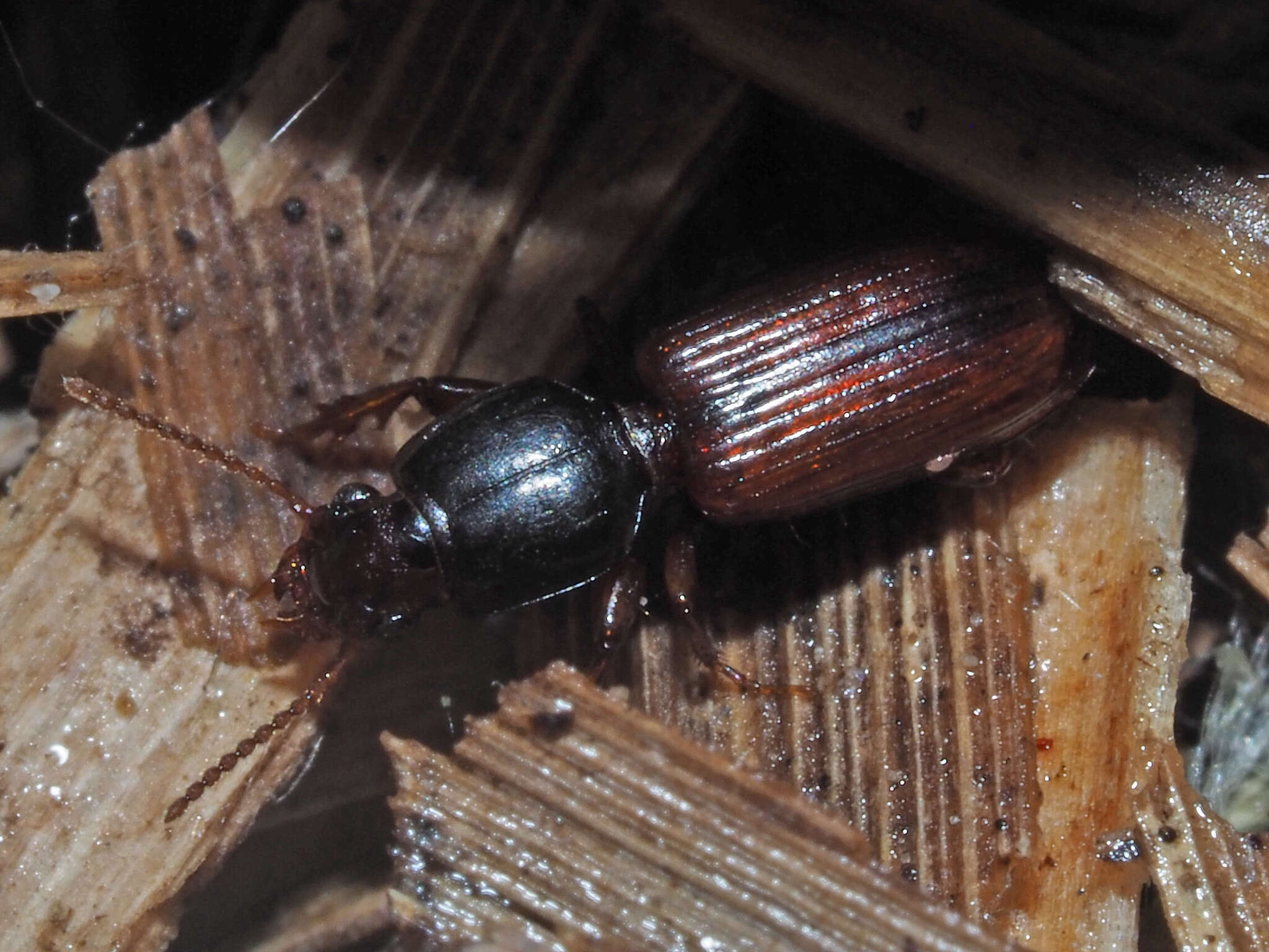 صورة Clivina (Clivina) collaris (Herbst 1784)