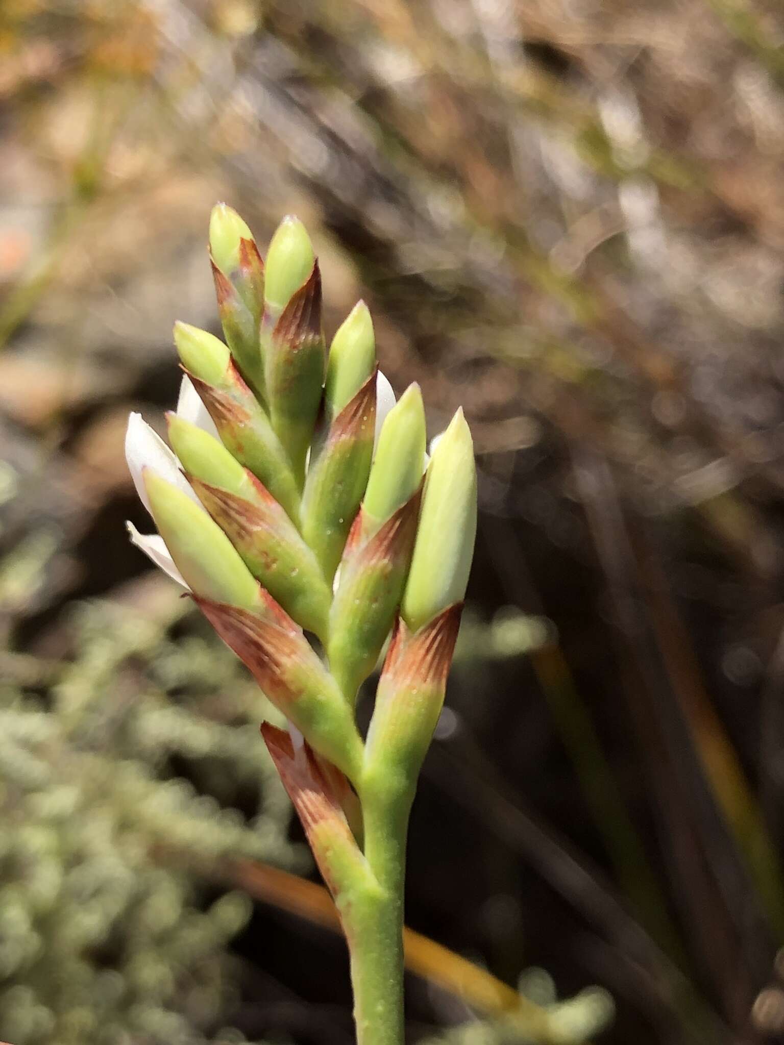 Imagem de Thereianthus ixioides G. J. Lewis