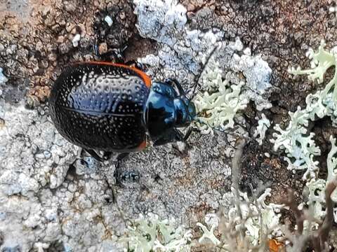 صورة <i>Chrysolina lucidicollis</i>