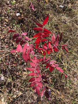 Image of prairie sumac