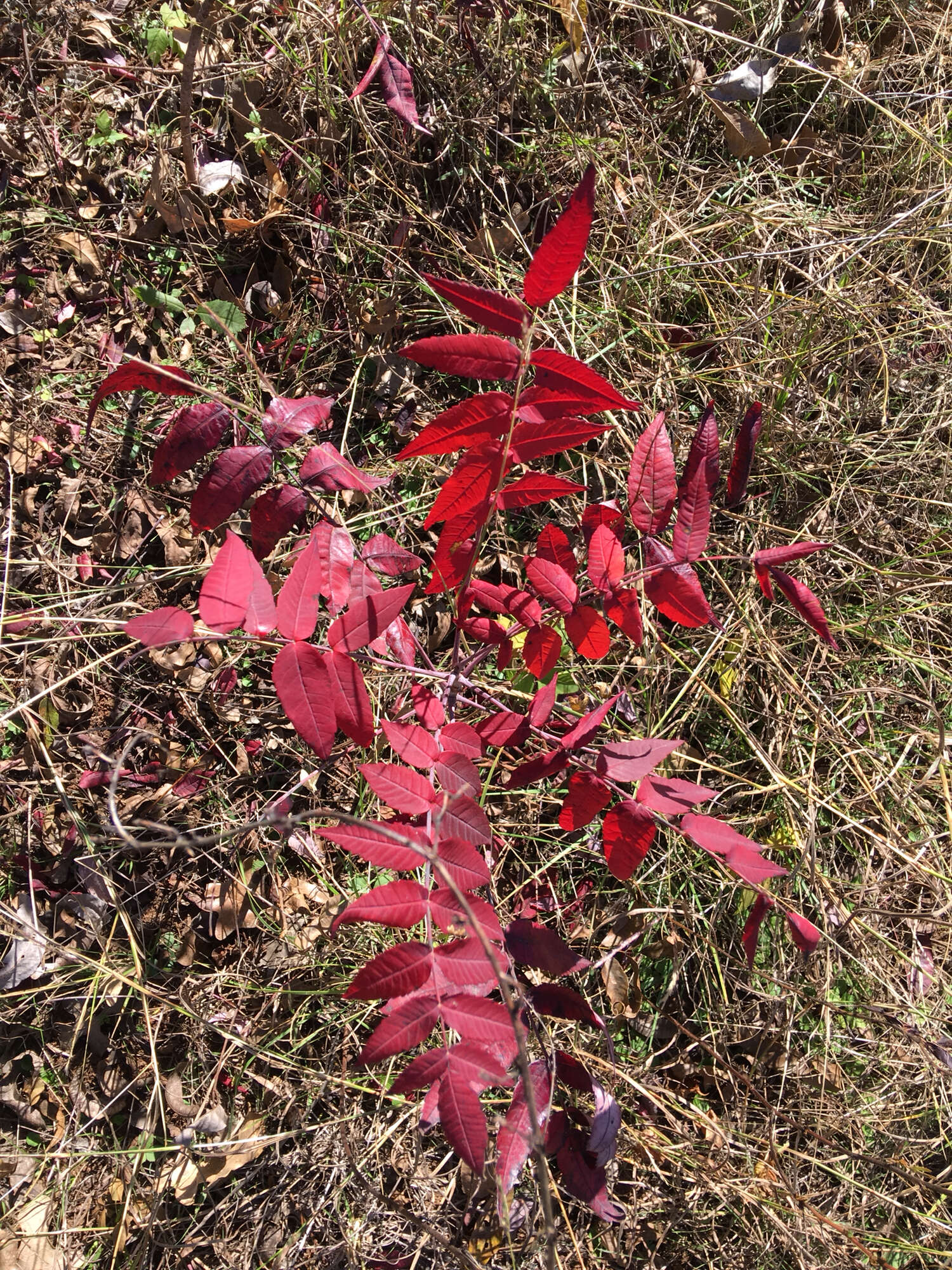 Слика од Rhus lanceolata (Gray) Britt.