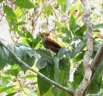 Image of Cinnamon Woodpecker