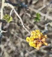 Image of Ribes tortuosum Benth.