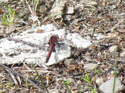 Imagem de Leucorrhinia borealis Hagen 1890